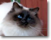 Mille November 2012