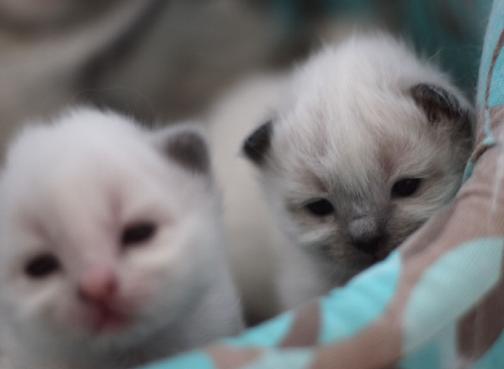 AbrakadabraoRosanna800