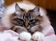 alice1
