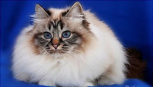 alice524