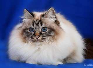 aliceweb