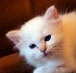 annabella7v