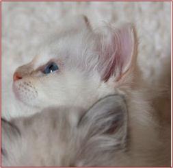 annabellaprofil9v249