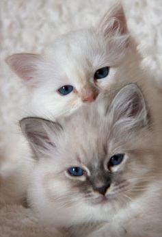 annabellaronnerdahl249a