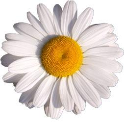 flower253