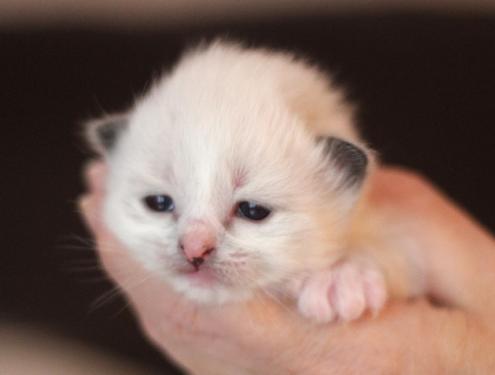 Fröken-Fräken_2v_900