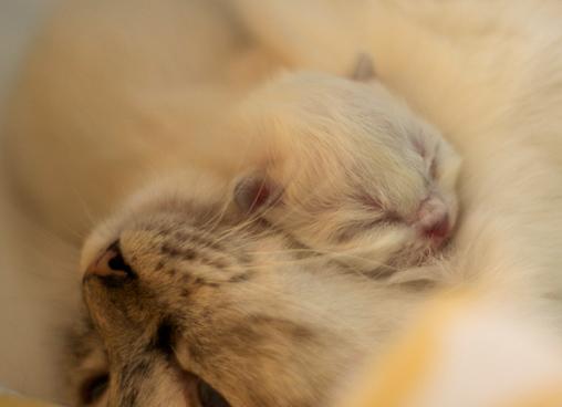 Idas-Månprins_2_510