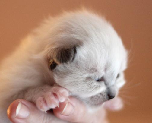 Kattunge1