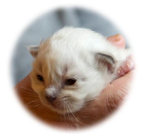 kattunge1460