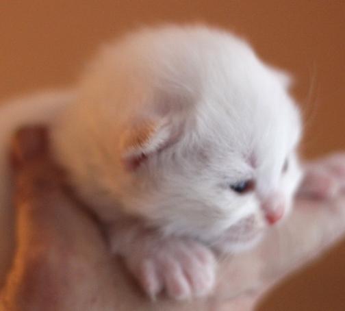 Kattunge2