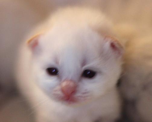 Kattunge4