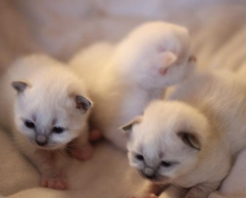 Kattunge6