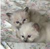 Kitten100x100