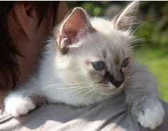 kitten
