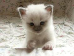 Kitten45