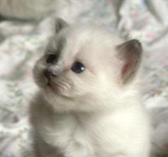 Kitten46