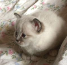 Kitten48