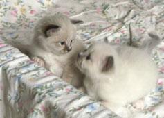 Kitten49