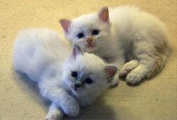 kittens249