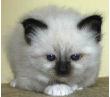 lailokenkitten300