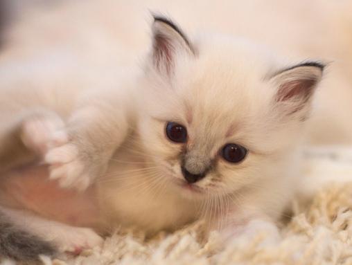 Månprinsessan_1_510