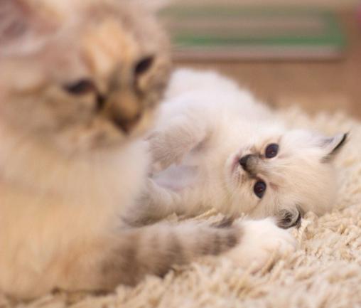 Månprinsessan_2_510