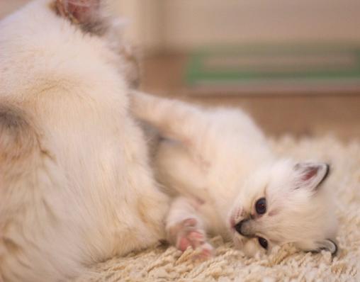 Månprinsessan_3_510