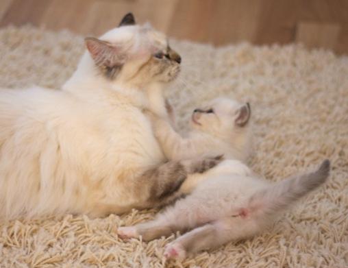 Månprinsessan_4_510