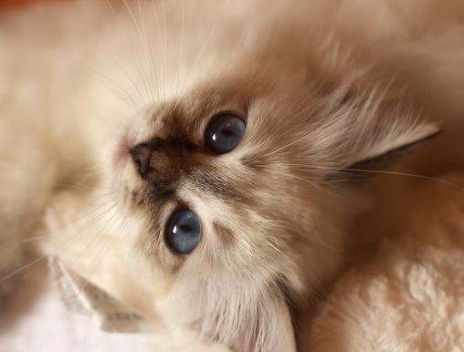 månprinsessan_510_2